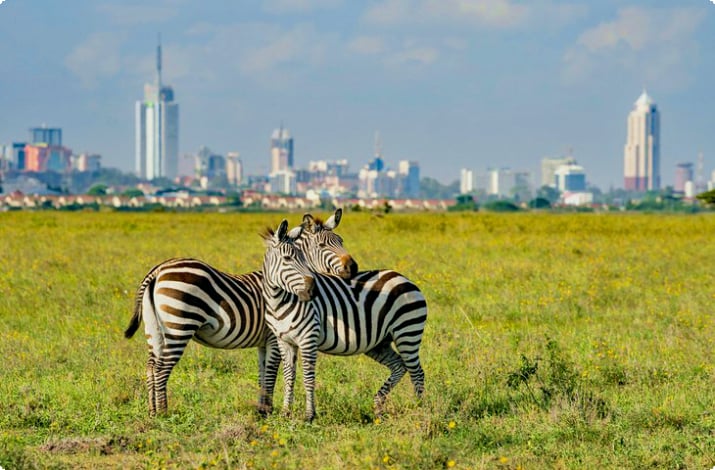 Sebraer i Nairobi nasjonalpark med Nairobis skyline i det fjerne