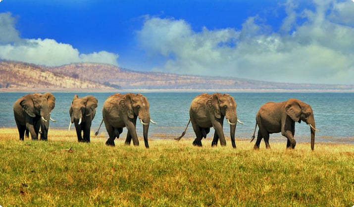 Слоны на берегу озера Кариба в национальном парке Матусадона, Зимбабве