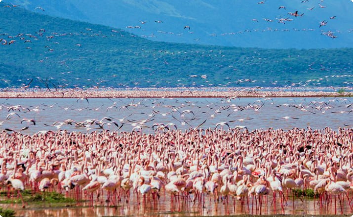 Тысячи фламинго на озере Накуру