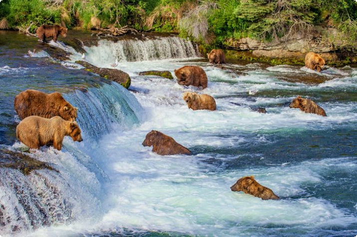 Медведи гризли ловят лосося в водопаде Брукс