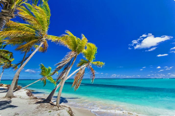 Кокосовые пальмы, нависающие над Восточным пляжем Шоул-Бей