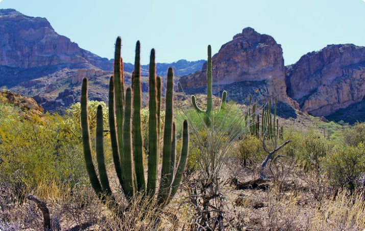 Monument national des cactus à tuyaux d'orgue
