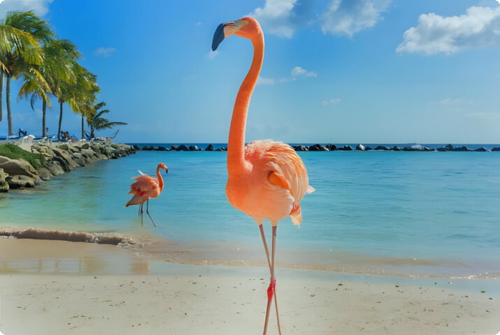 Пляж Фламинго