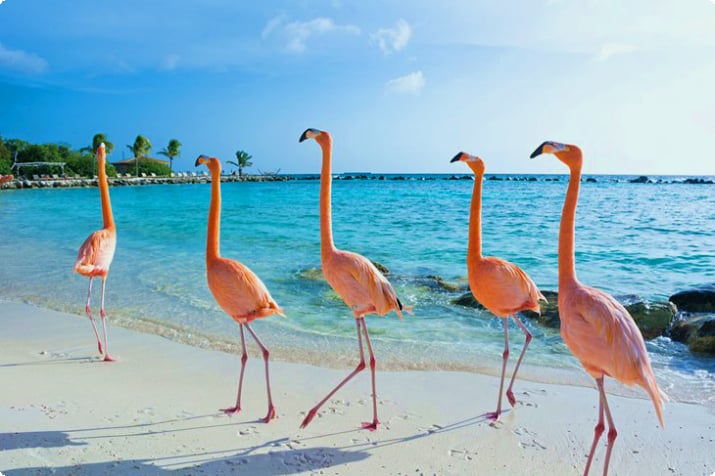 Flamingoer på Flamingo Beach