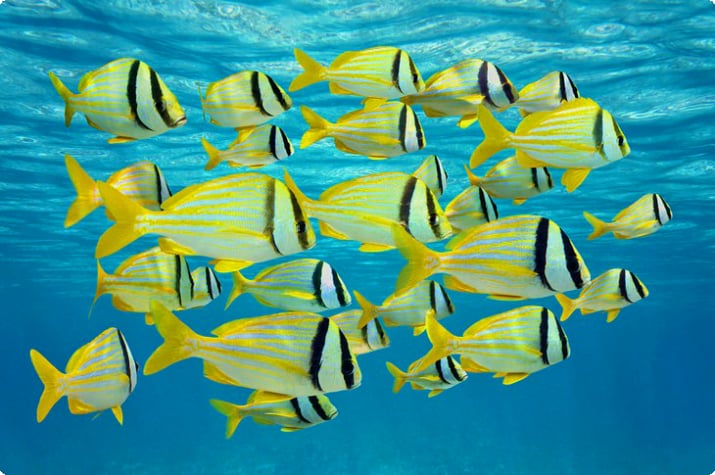 School of yellow-striped porkfish in Aruba