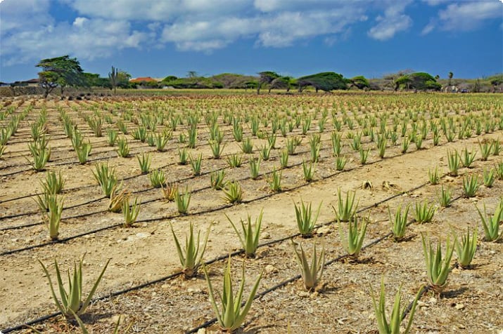 Aruba Aloe çiftliği