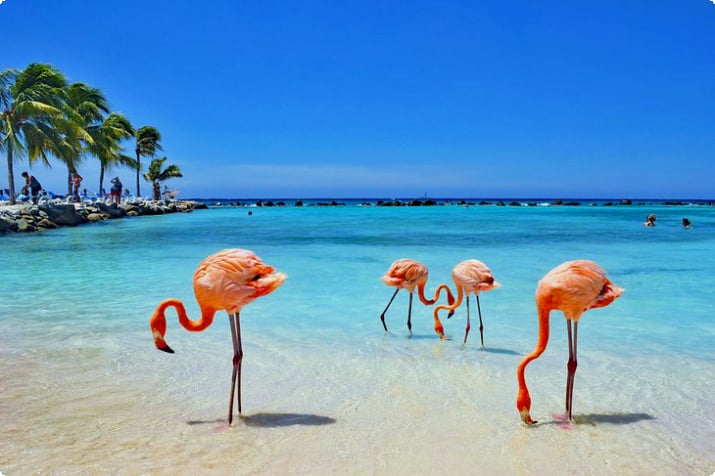 Flamingoer på Renaissance Island