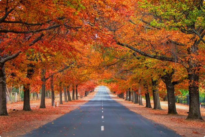Mount Macedon Herbstfarben
