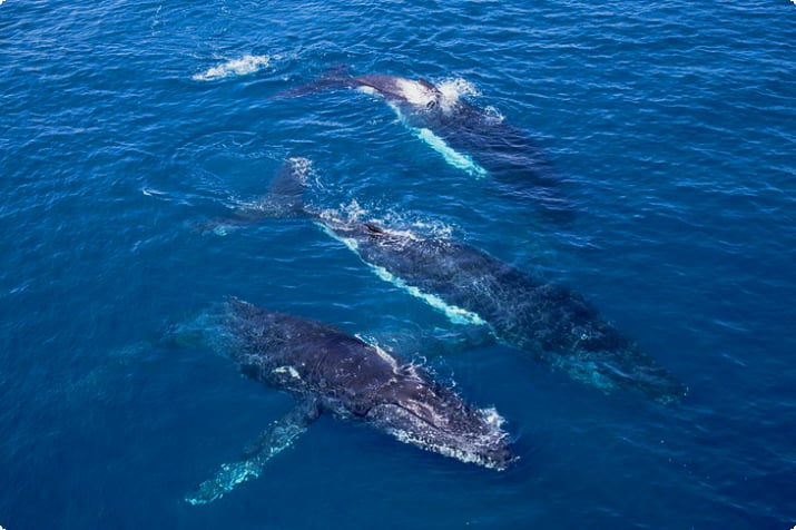 Le balene megattere al largo di Broome