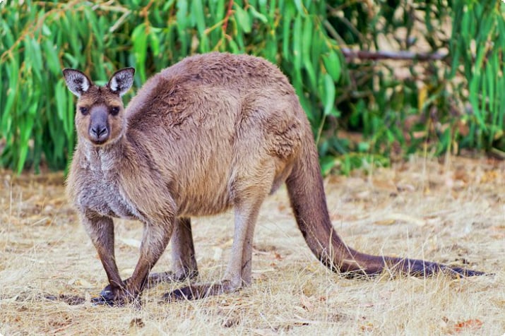 Kangaroo presso Hanson Bay Wildlife Sanctuary