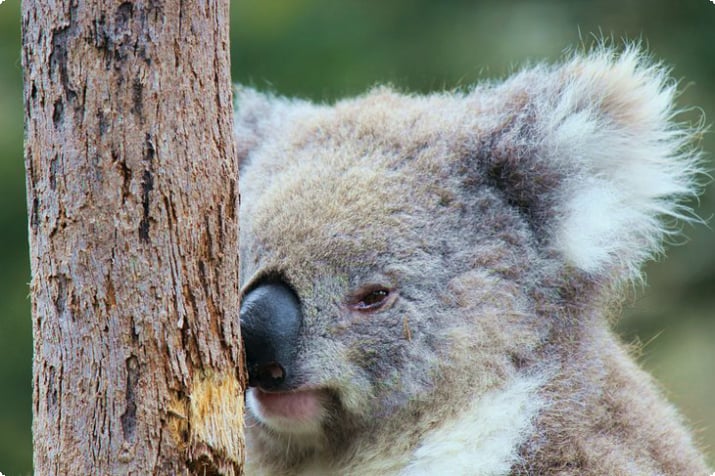 Маленькая коала на острове Филиппа