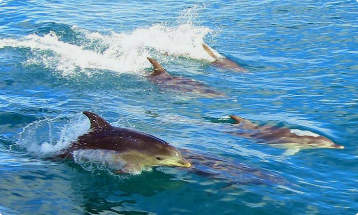 Купание с дельфинами и тюленями