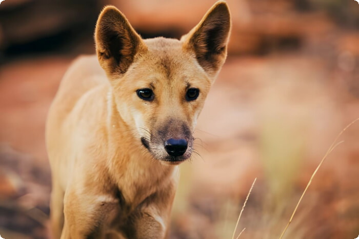 Dingo sauvage dans le parc national de Watarrka
