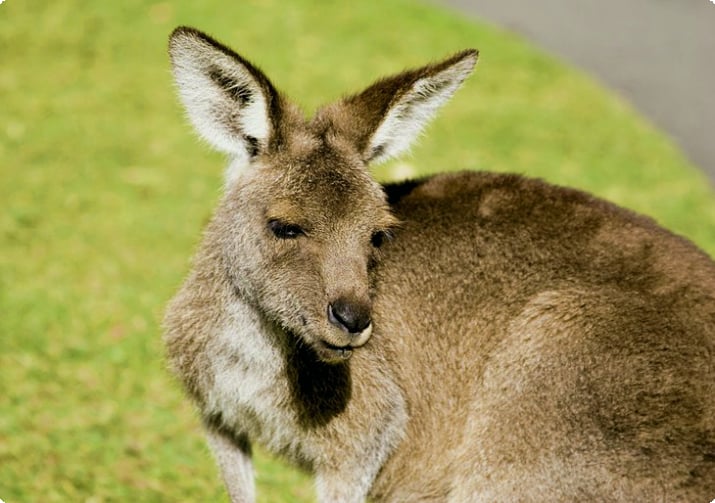 Känguru på Australia Zoo