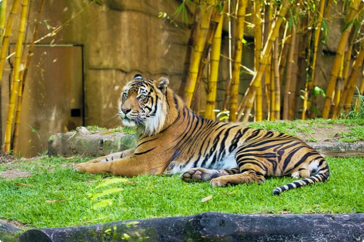 Тигр в австралийском зоопарке