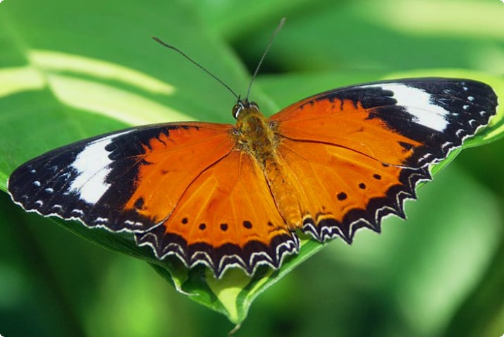 Австралийский заповедник бабочек