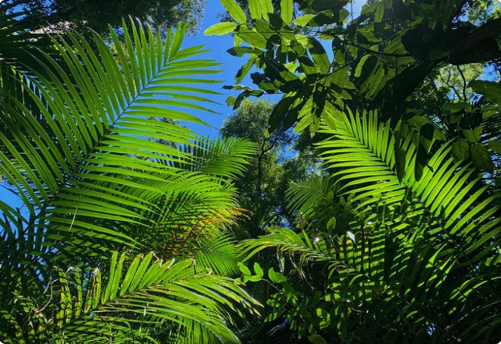 Пальмовый навес в живописном заповеднике Мэри Кэрнкросс