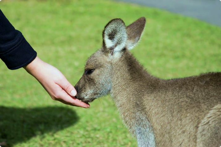 Nourrir à la main un kangourou au zoo d'Australie