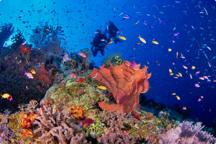 Les plongeurs profitant de la grande barrière de corail colorée
