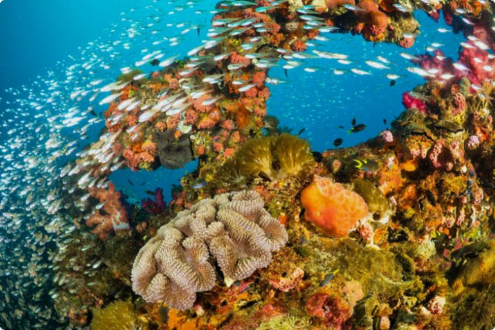 Красочные кораллы и рыбы на SS Yongala