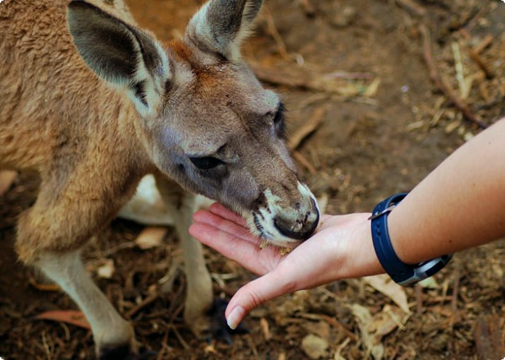 Alimentar a los canguros con la mano