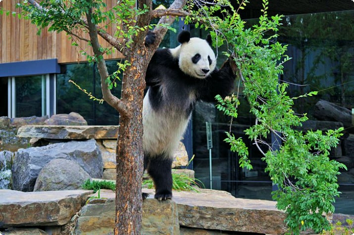 Panda gigante en el zoológico de Adelaide
