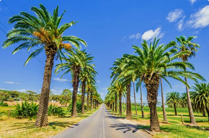 Дорога с пальмами в долине Баросса