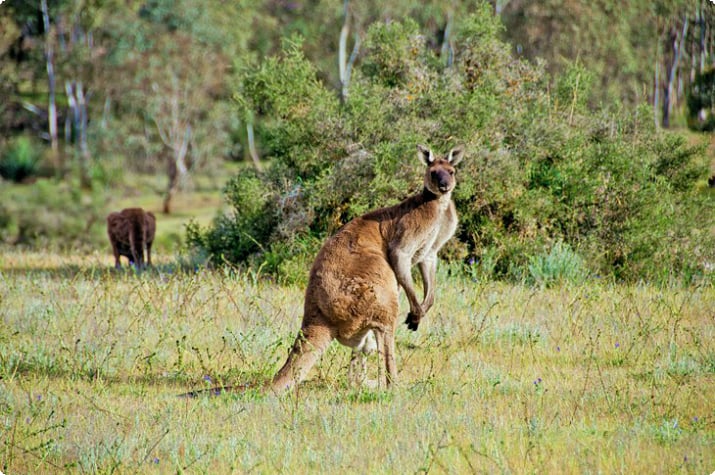 Западные серые кенгуру в заповеднике Кайзерштуль
