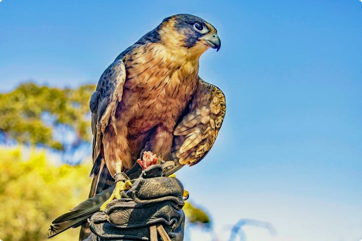 Falcon at Raptor Domain