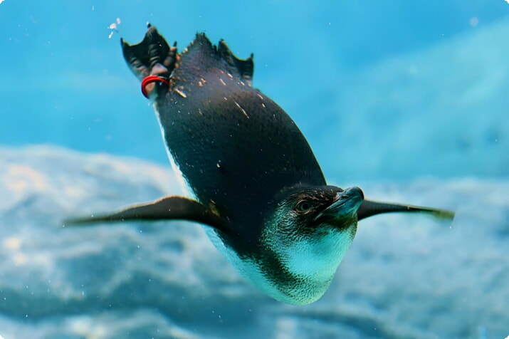Пингвин в Сиднейском аквариуме SEA LIFE