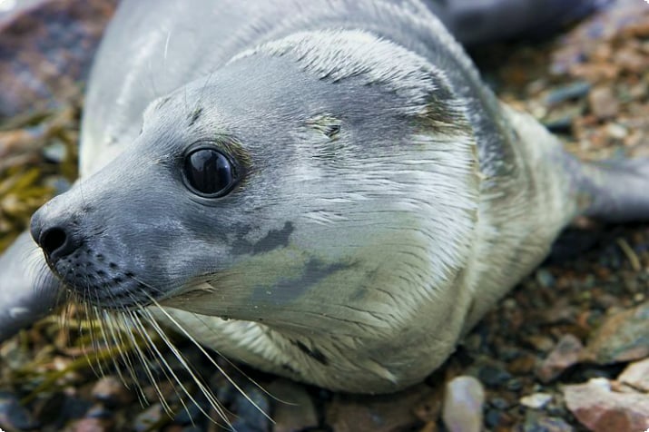 foca orsina australiana sull'isola di Bruny