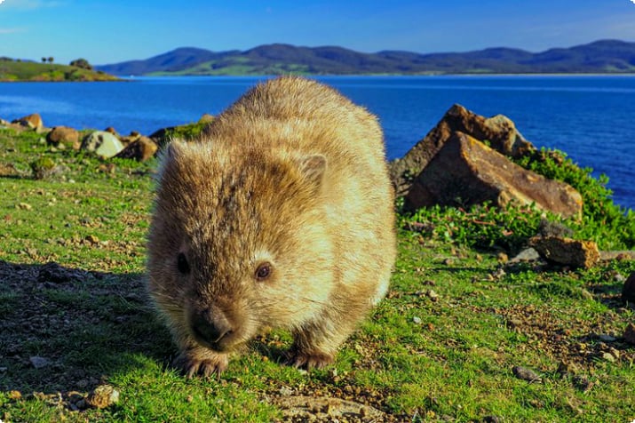 Wombat on Maria Island