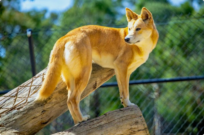 Dingo w parku przyrody Ballarat