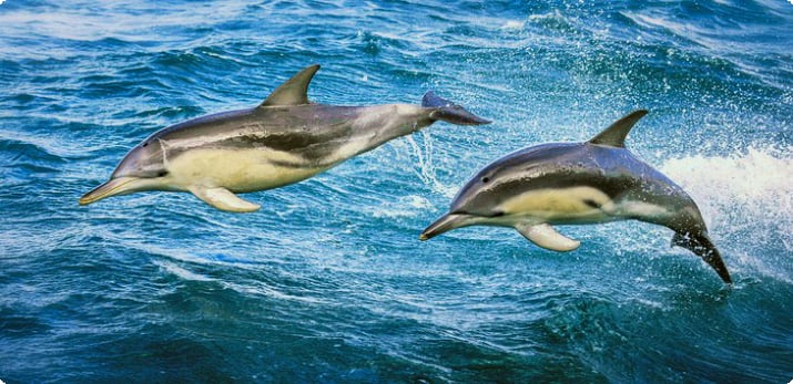 Популярные туры с дельфинами отправляются из Квинсклиффа