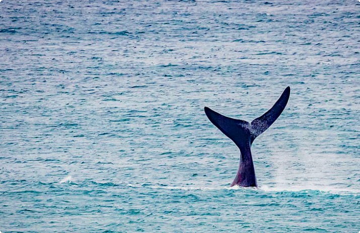 Cola de ballena franca austral en Logan's Beach