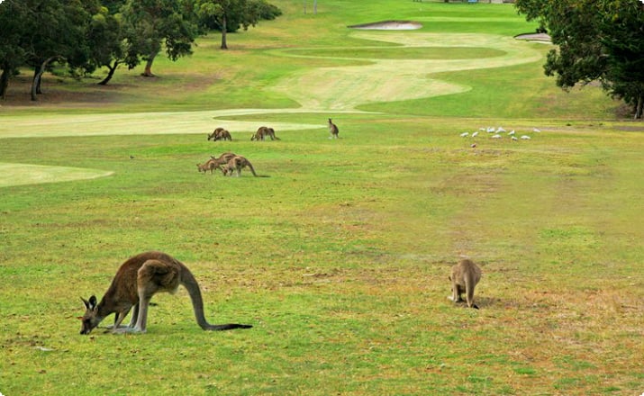 Gra w golfa z kangurami