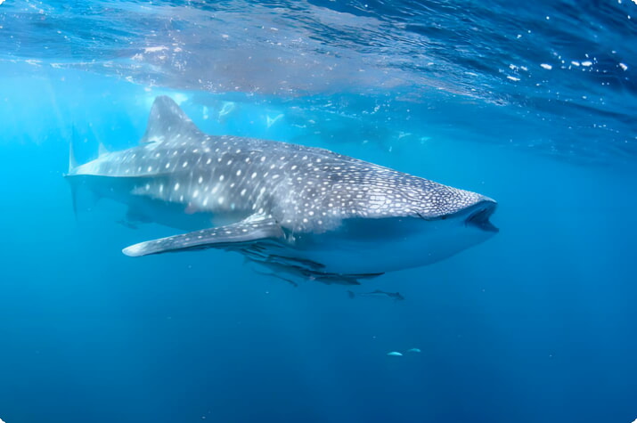 Tiburón ballena en el Parque Marino Ningaloo Reef