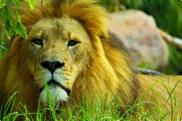 パース動物園のライオン