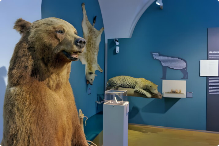 Exponat im Naturhistorischen Museum Graz