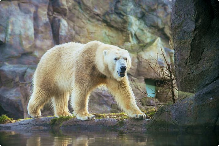 Белый медведь в зоопарке Шенбрунн