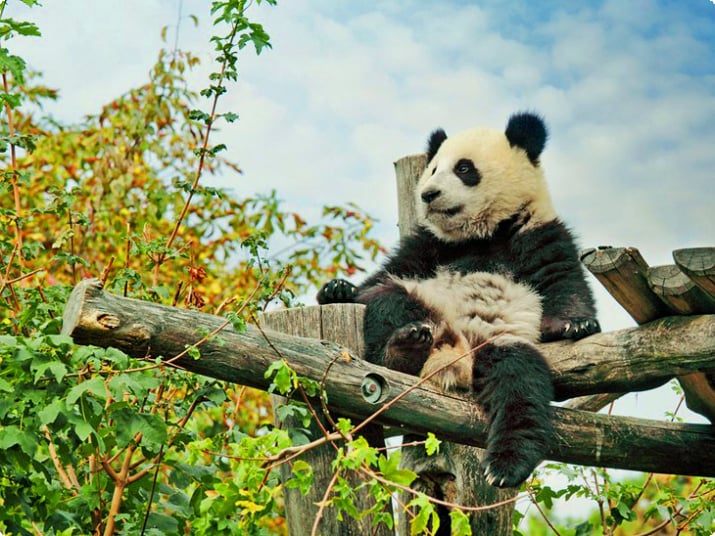 Панда в Венском зоопарке (Тиргартен Шенбрунн)