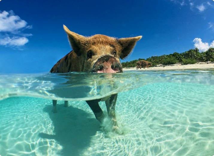 Плавающая свинья на Биг-Мейджорс-Кей, Эксума