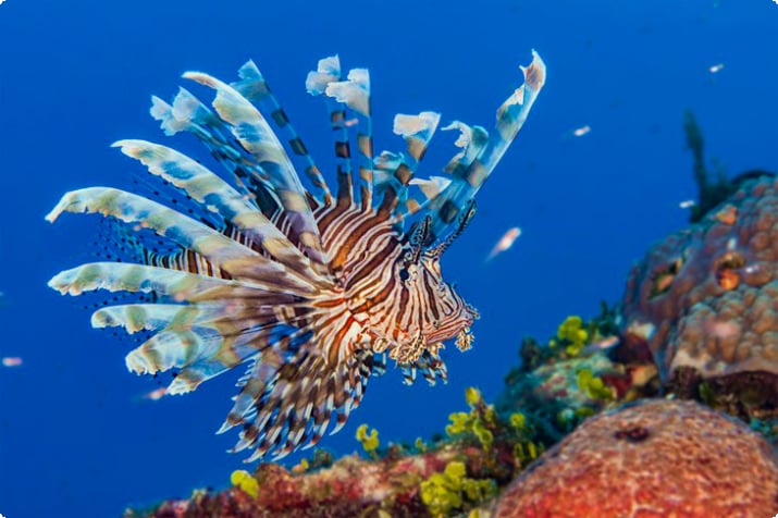 Обыкновенная крылатка, плавающая на коралловом рифе в Абакосе