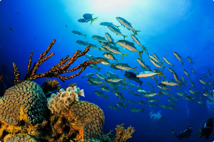 Коралловый риф на Большом Багаме