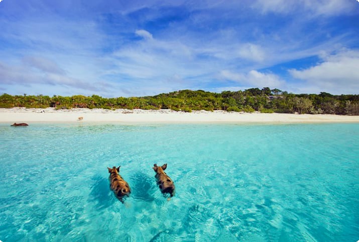 Svømmer griser på Staniel Cay i Exumas