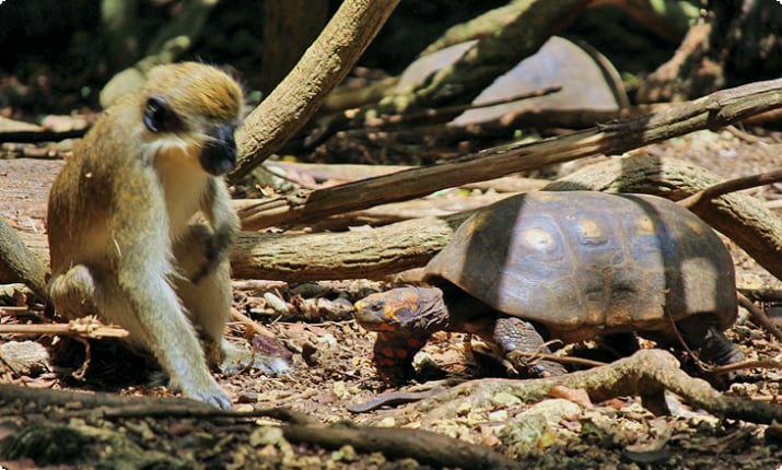 Обезьяна и черепаха в заповеднике дикой природы Барбадоса