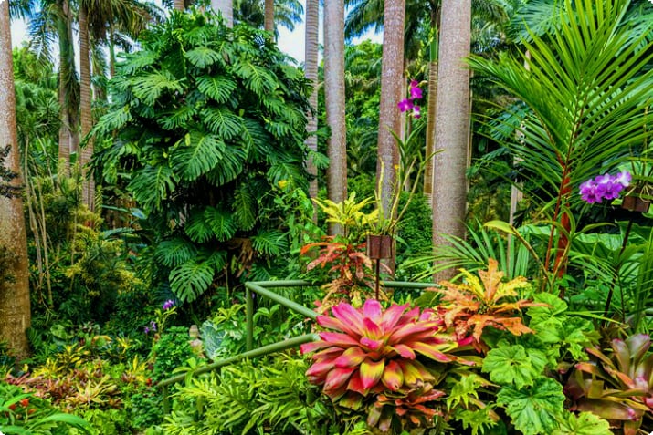 Huntes botaniska trädgård på Barbados