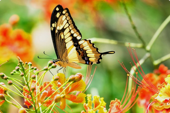 Бабочка на цветке на Барбадосе