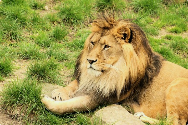Самец льва в зоопарке Антверпена