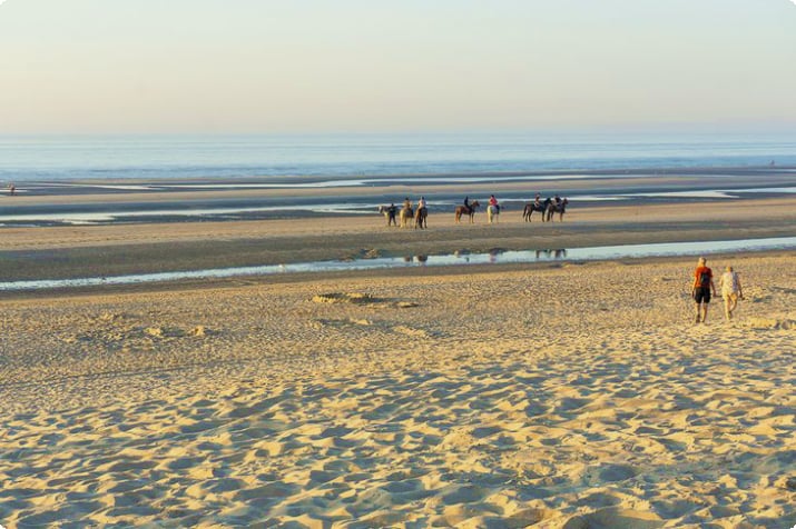 Pferde am Strand von Koksijde